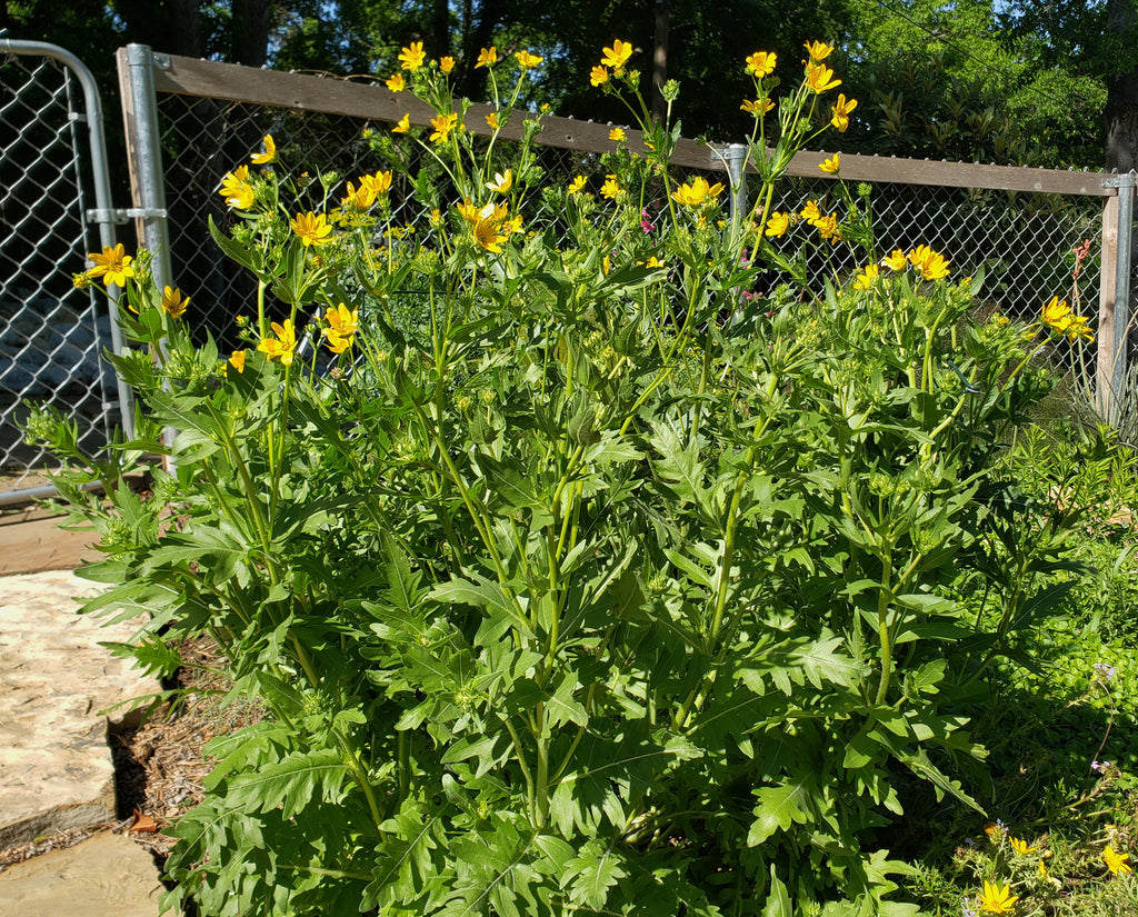 Engelmannia peristenia (Cutleaf Daisy)