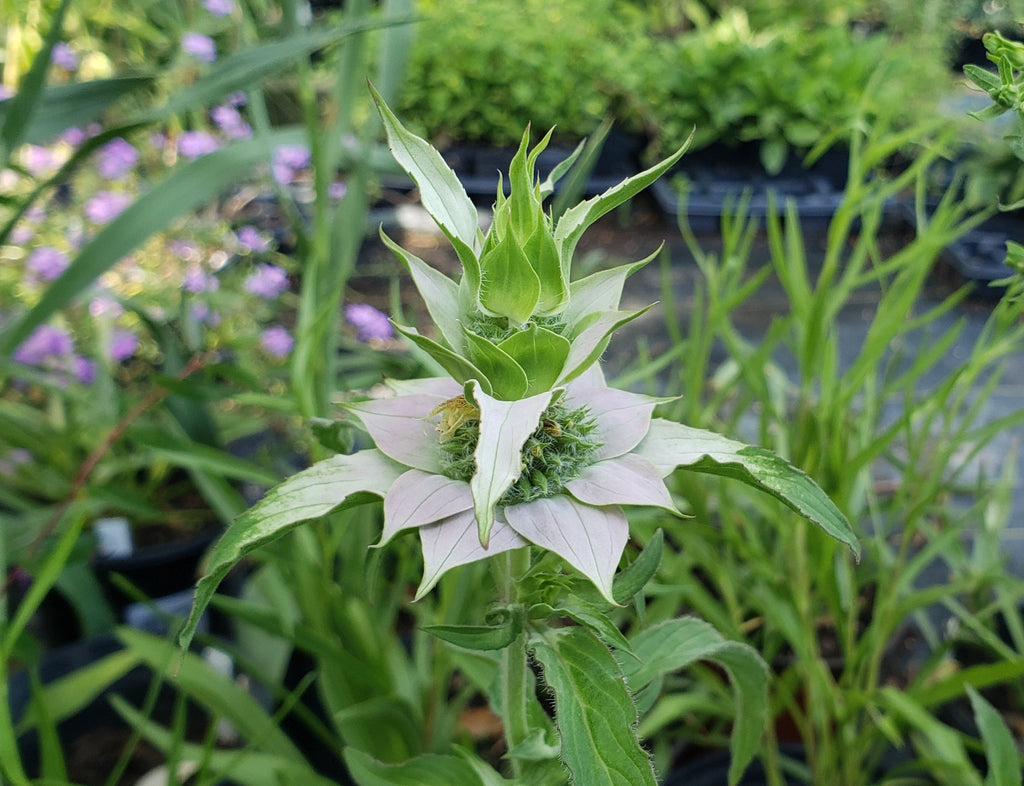 Monarda punctata (Spotted Beebalm)