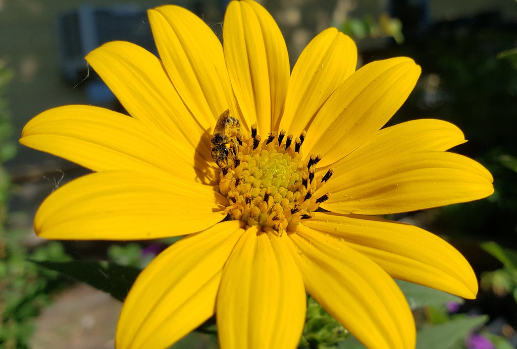 Helianthus hirsutus (Hairy Sunflower)