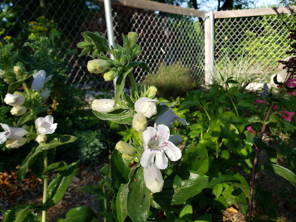 Penstemon cobaea (Prairie Penstemon)