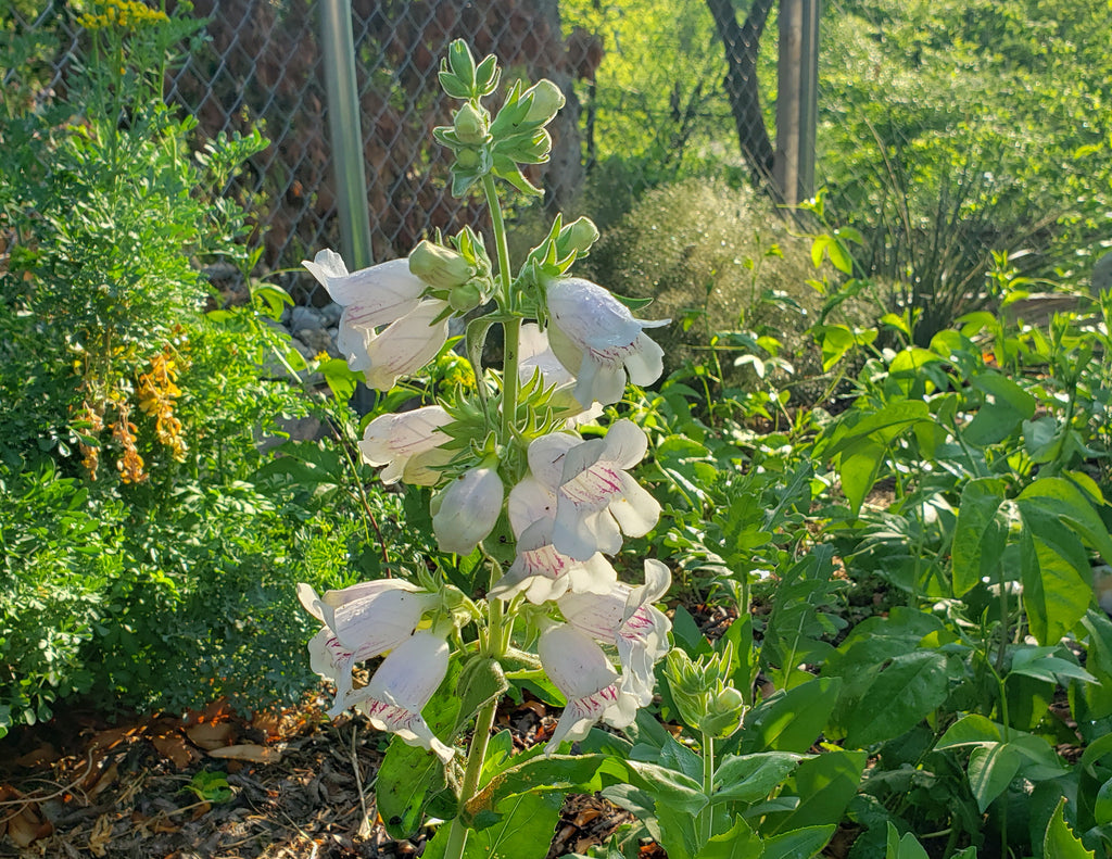 Penstemon cobaea (Prairie Penstemon)