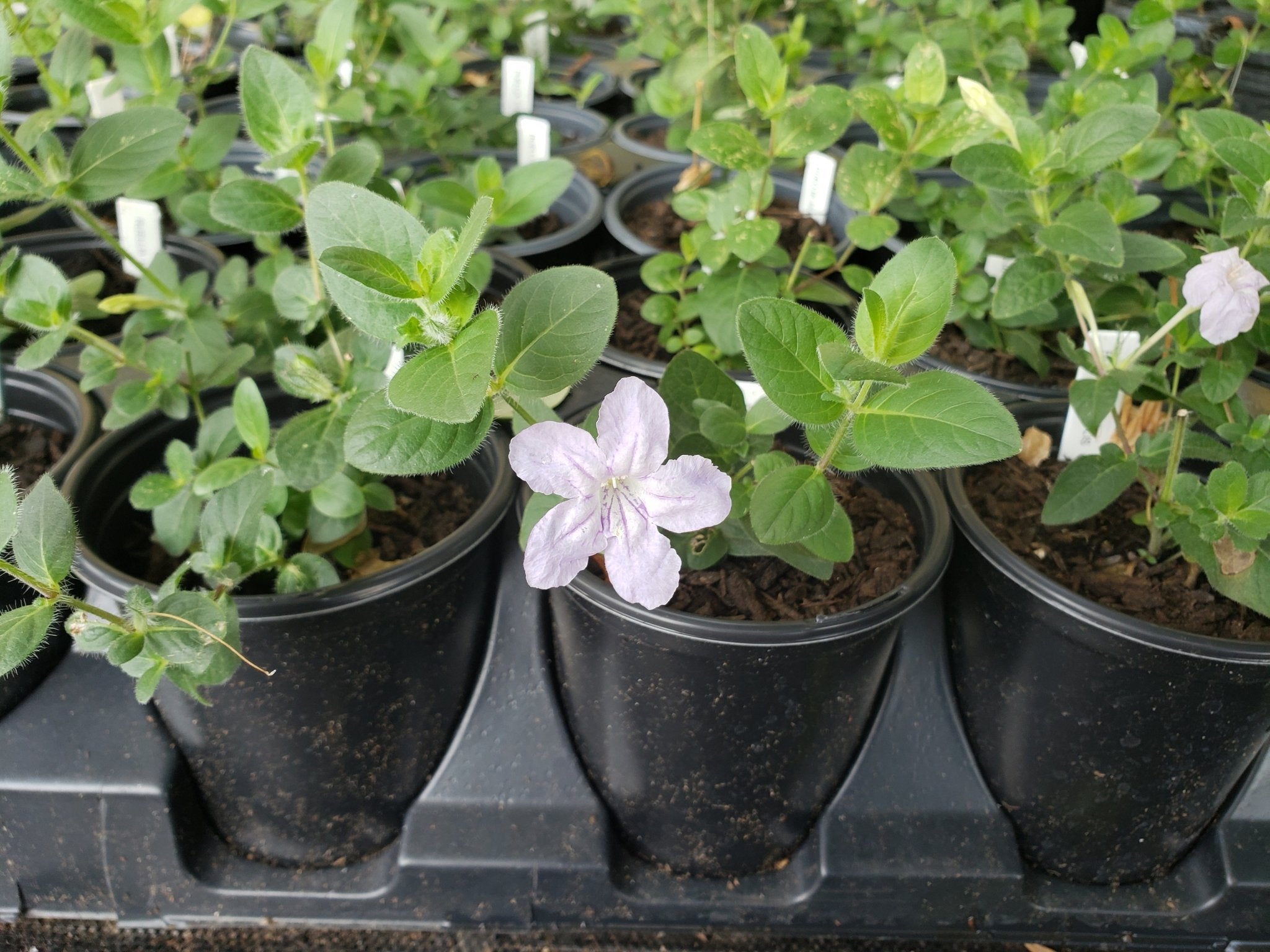Ruellia humilis (Prairie Petunia)