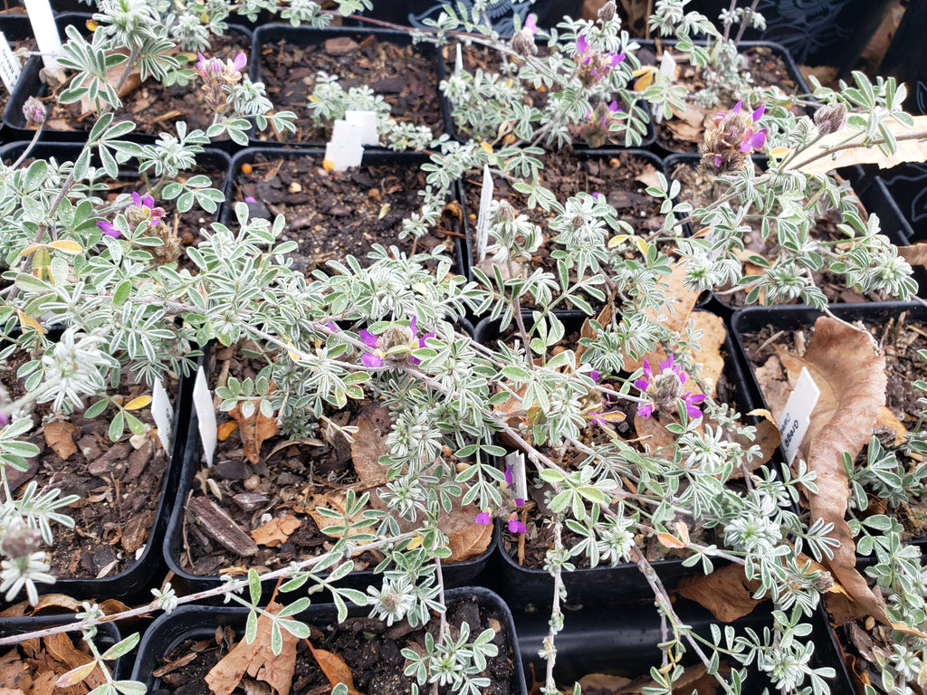 Dalea greggii (Gregg's Dalea)