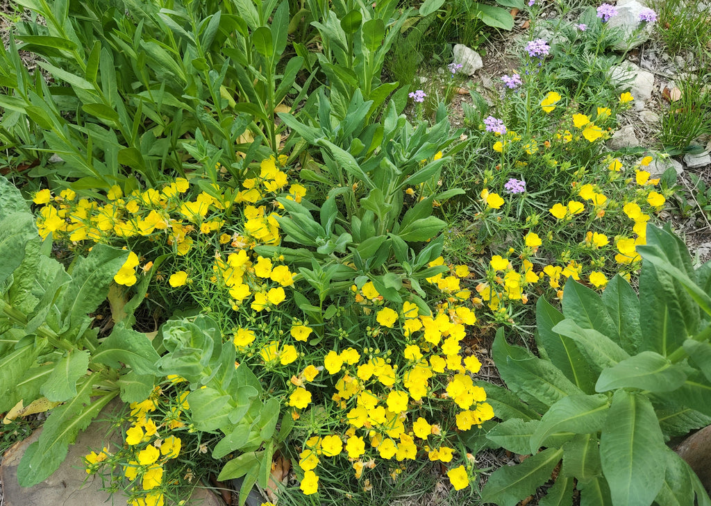 Calylophus berlandieri ssp. pinifolius (Texas Primrose)