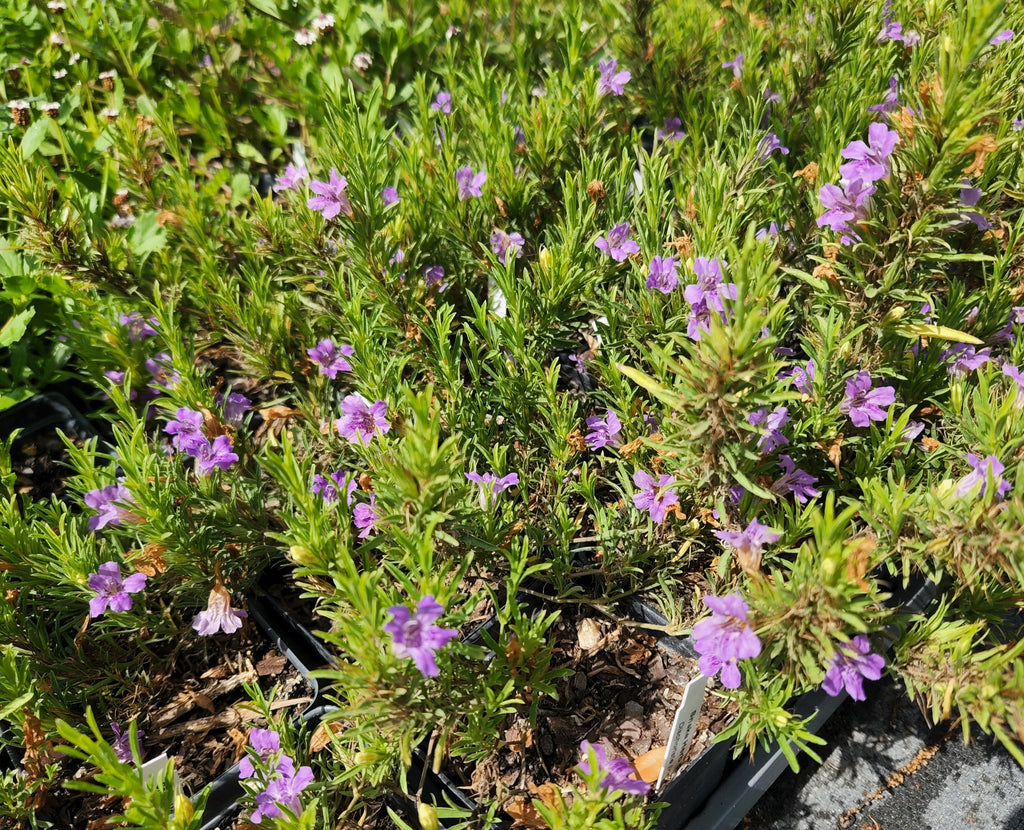 Dyschoriste linearis (Snake Herb)