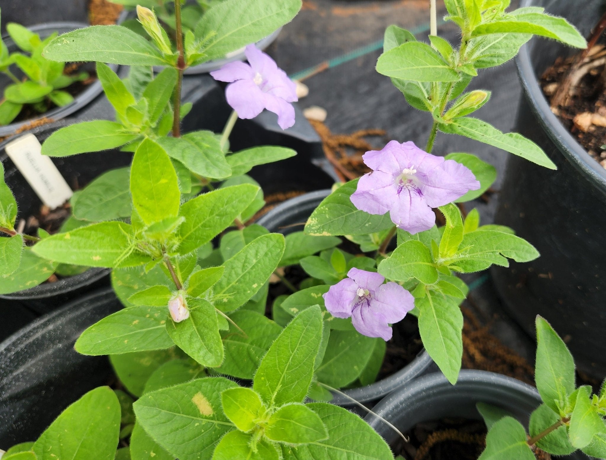 Ruellia humilis (Prairie Petunia)