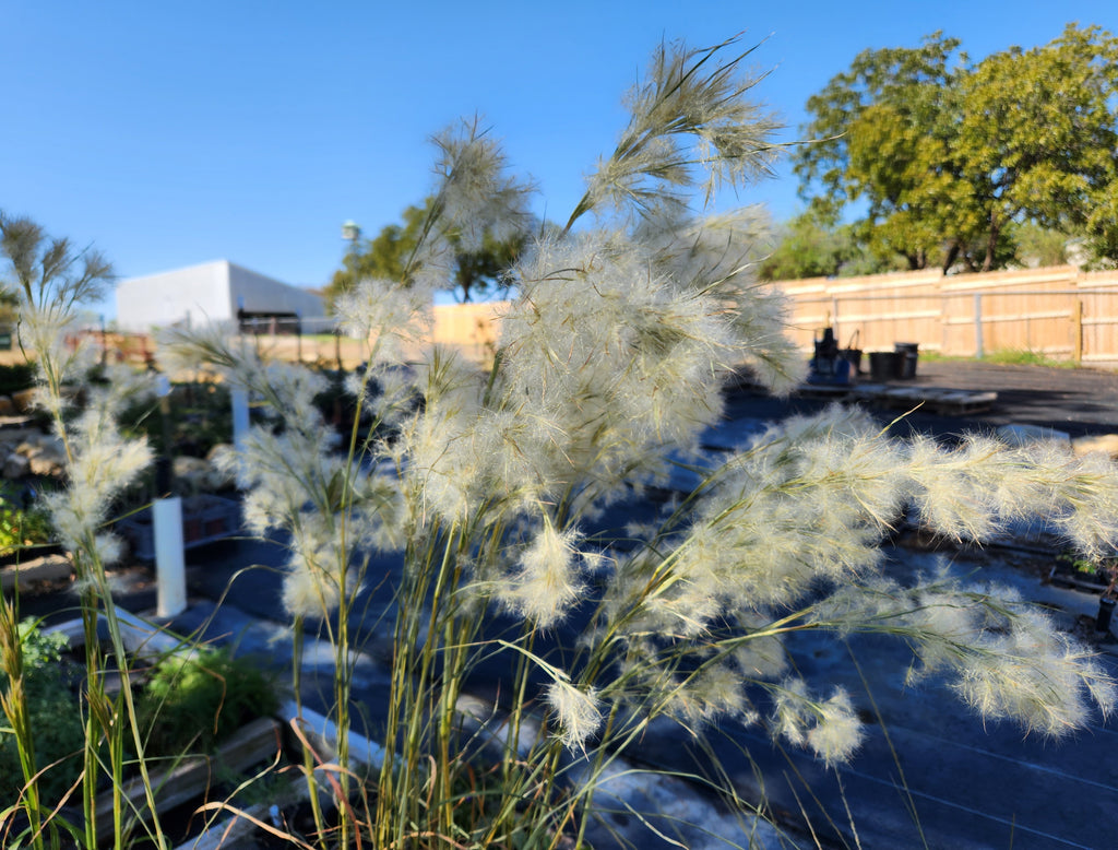 Andropogon glomeratus (Bushy Bluestem)