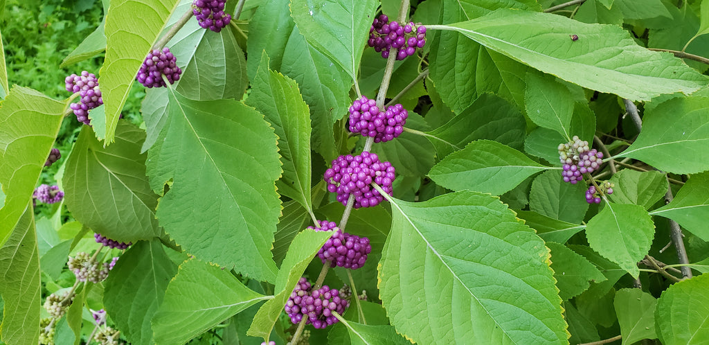 American Beautyberry (Callicarpa americana)