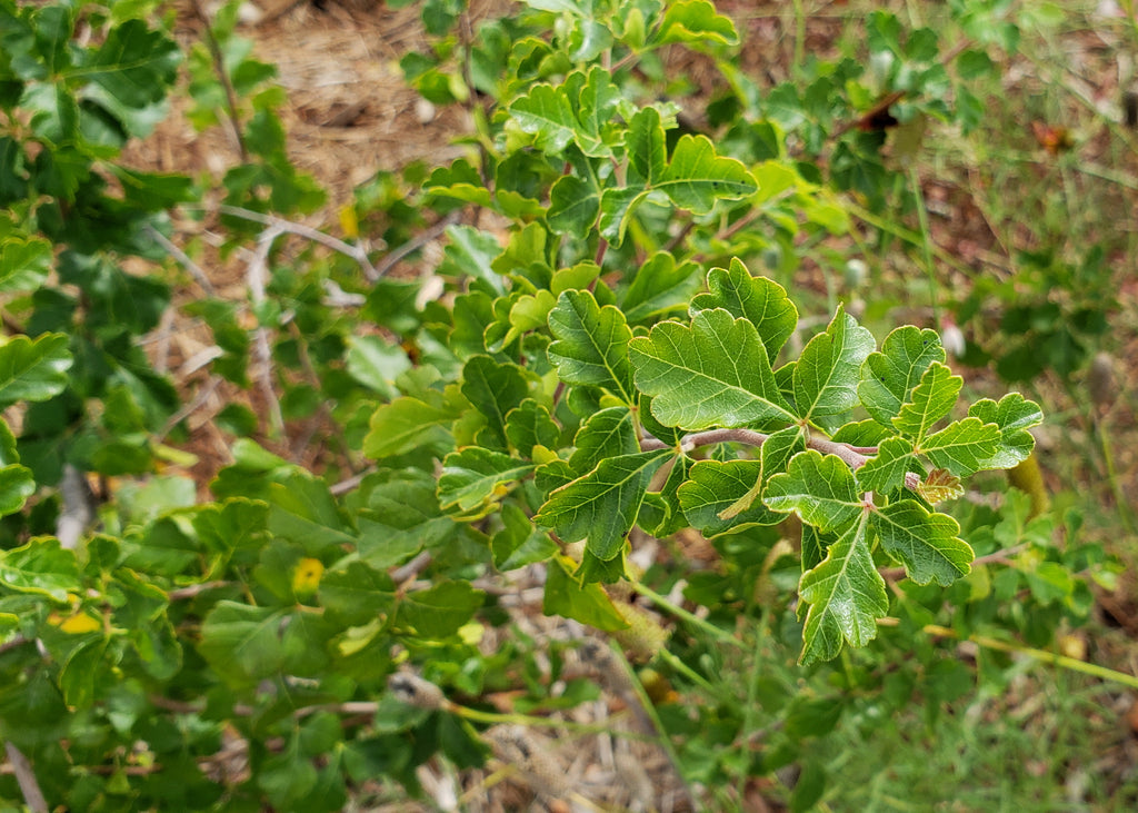 Sumac, aromatic (Rhus aromatica)