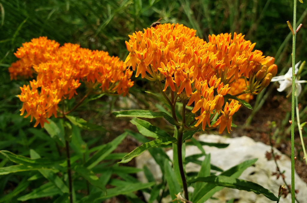 Butterfly Milkweed (Asclepias tuberosa)