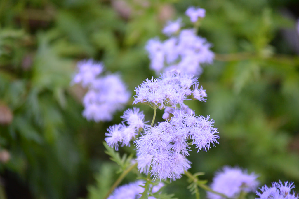 Gregg's Mistflower (Conoclinium greggii)