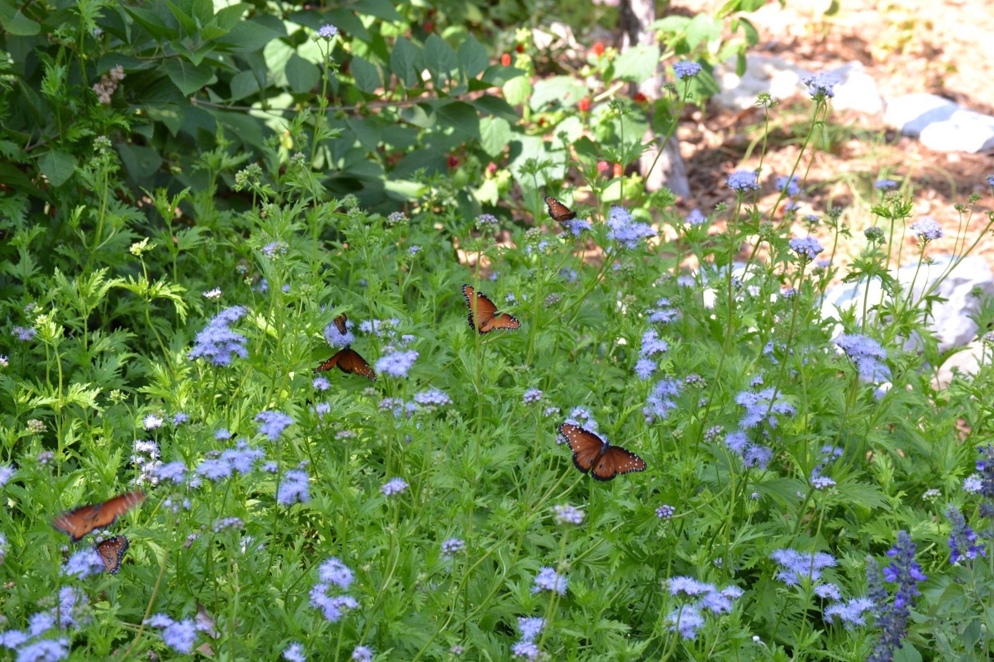 Gregg's Mistflower (Conoclinium greggii)