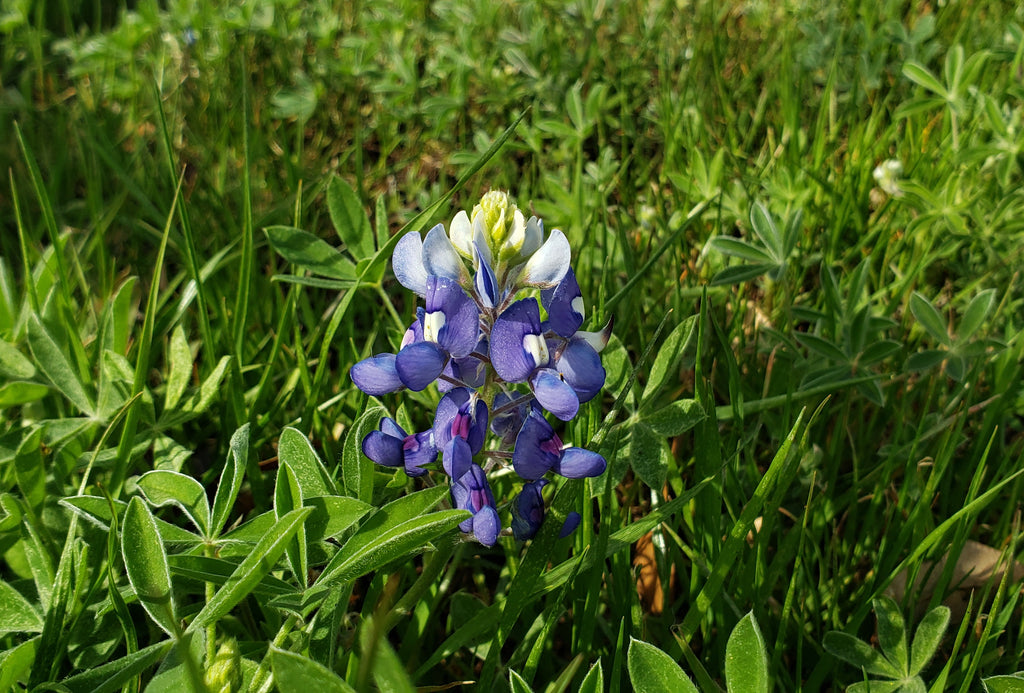 Lupinus texensis (Texas Bluebonnets)