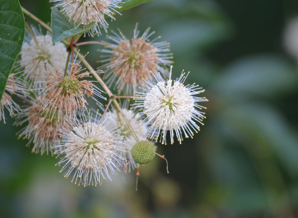 Buttonbush (Cephalanthus occidentalis)