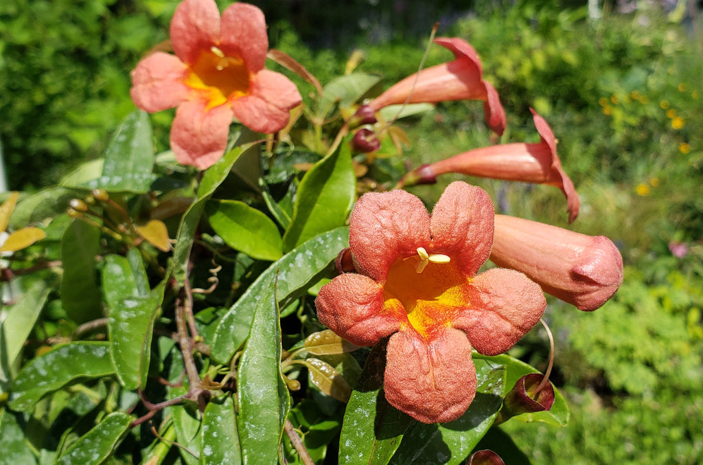 Crossvine 'Tangerine beauty' (Bignonia capreolata 'Tangerine beauty')