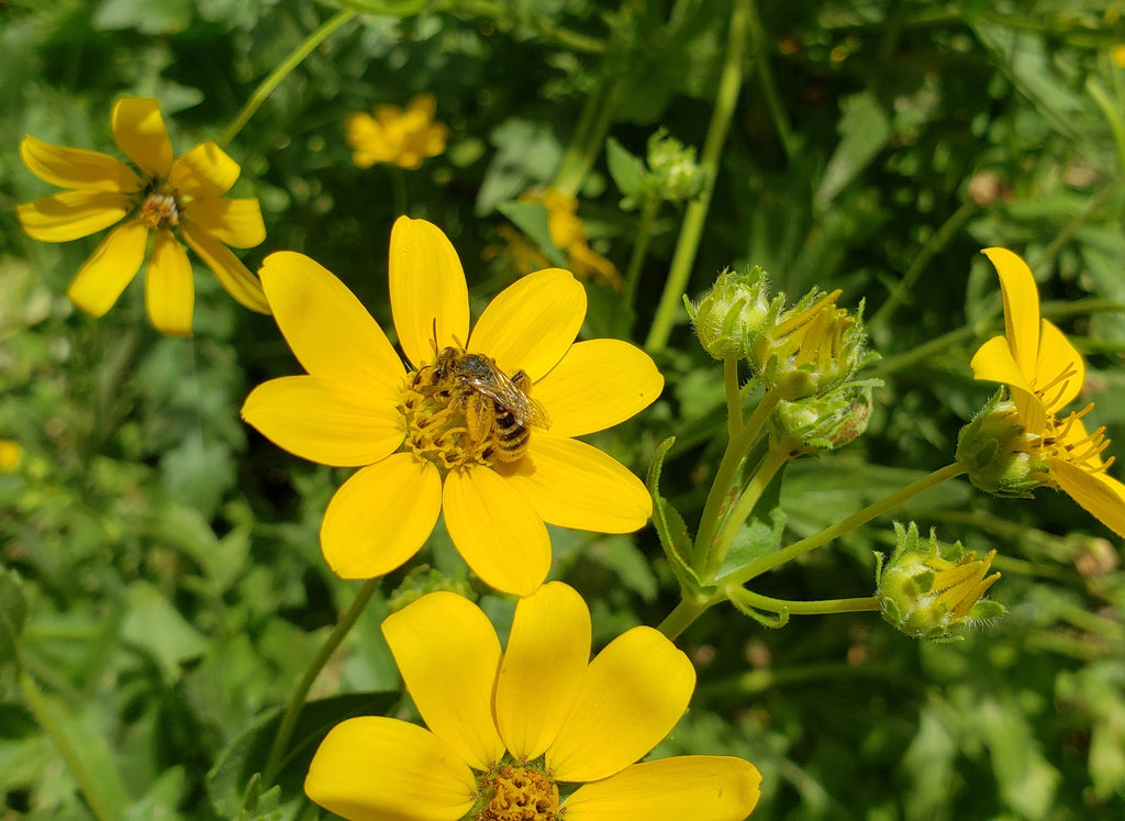 Engelmannia peristenia (Cutleaf Daisy)