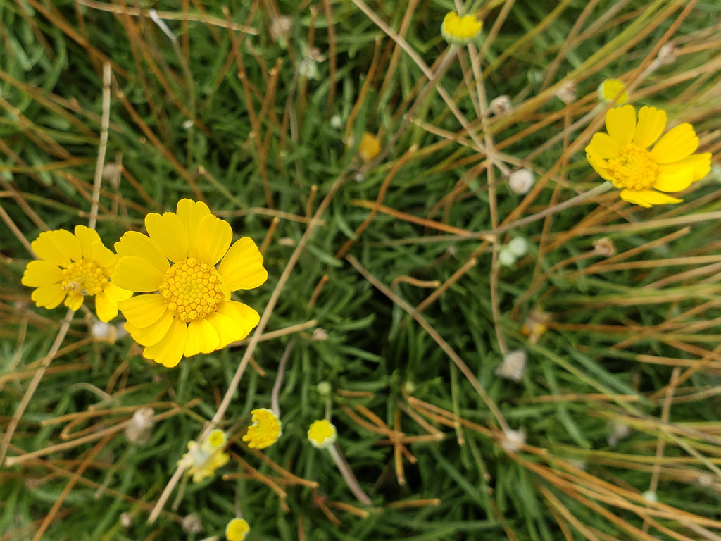 Four-nerve daisy (Tetraneuris scaposa)