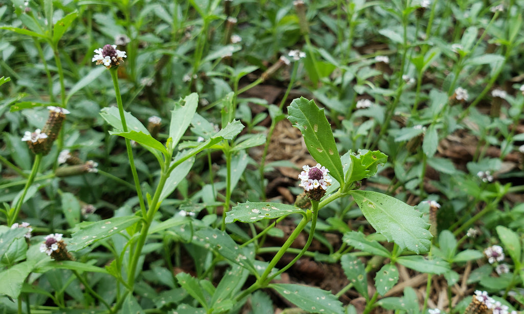 Frogfruit (Phyla nodiflora)