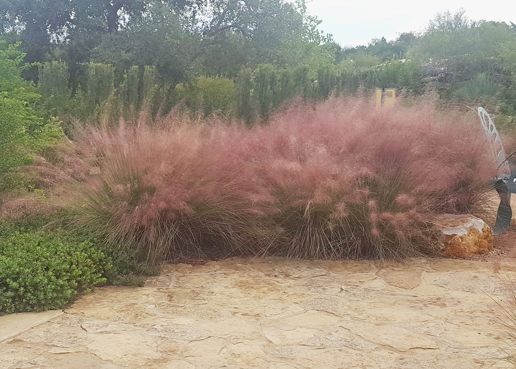 Gulf Muhly (Muhlenbergia capillaris)