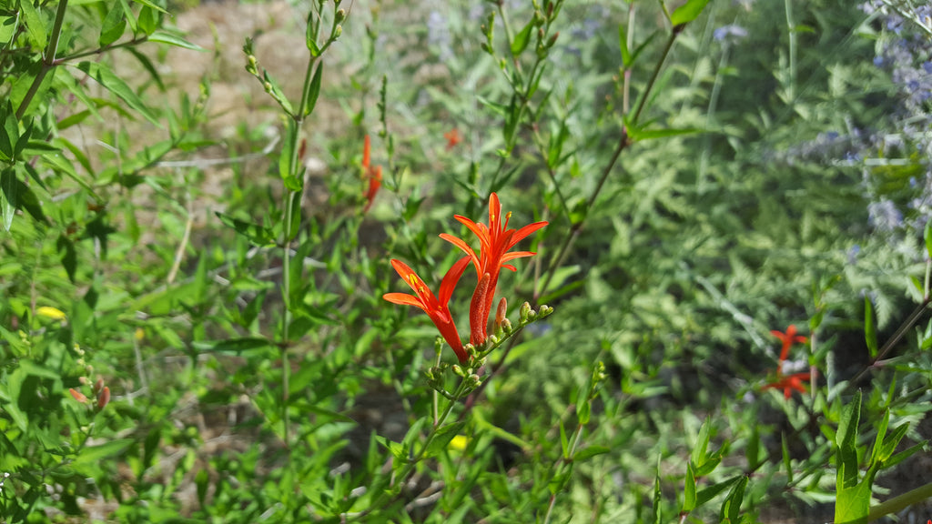 Hummingbird bush (Anisacanthus quadrifidus var. wrightii)