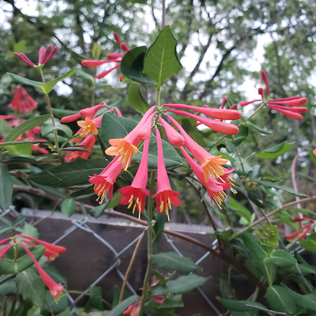 Lonicera sempervirens (Coral Honeysuckle)