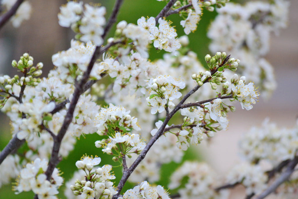 Mexican plum (Prunus mexicana)