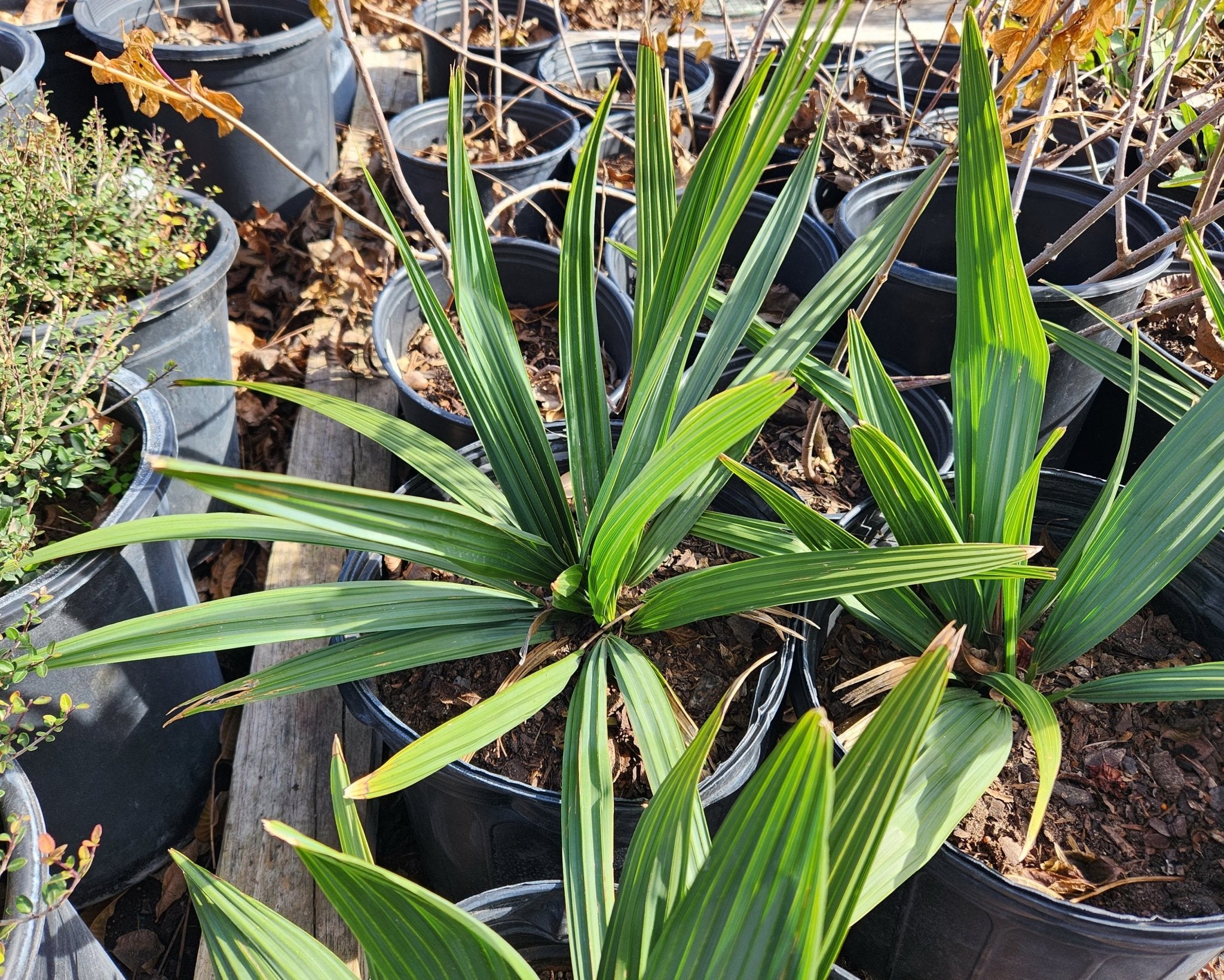 Sabal minor (Dwarf Palmetto)