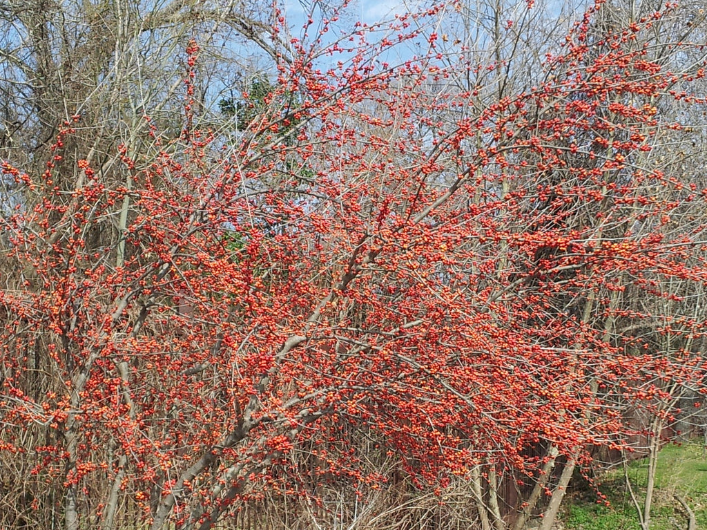 Possumhaw holly (Ilex decidua)