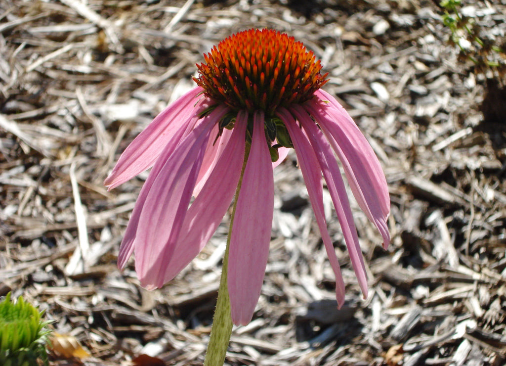 Purple coneflower (echinacea purpurea)