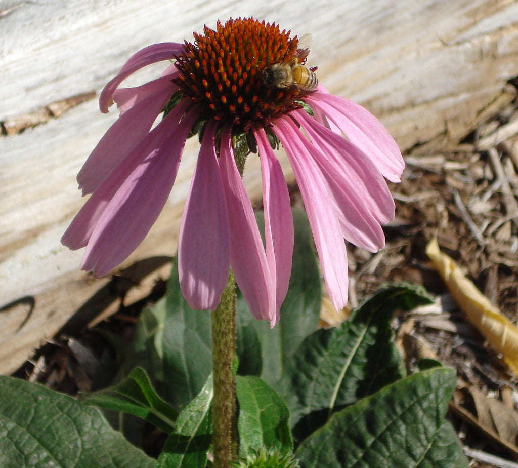 Purple coneflower (echinacea purpurea)