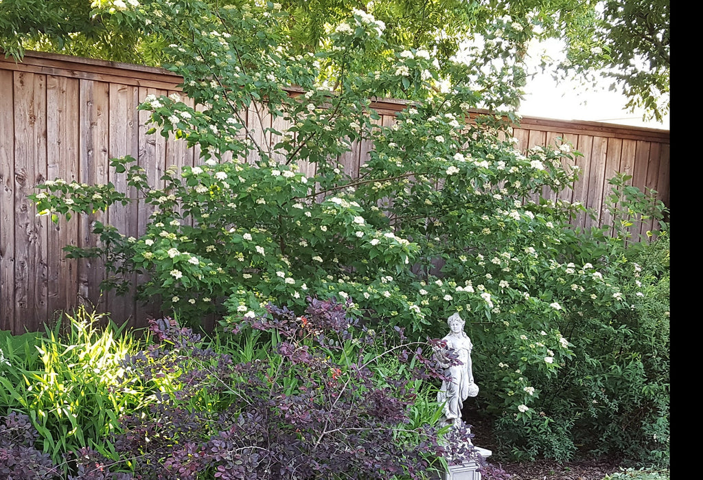 Roughleaf dogwood (Cornus drummondii)