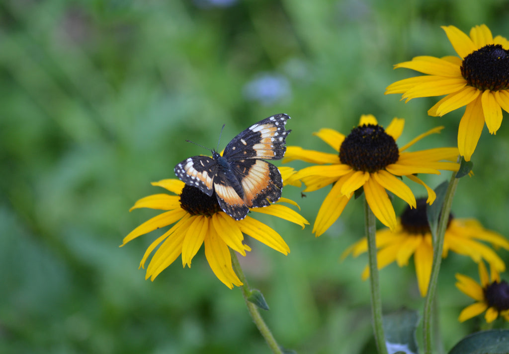 Black-Eyed Susan 'Goldsturm' (Rudbeckia fulgida var. sullivantii 'Goldsturm')