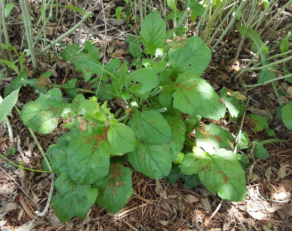 Lyreleaf sage (Salvia lyrata)