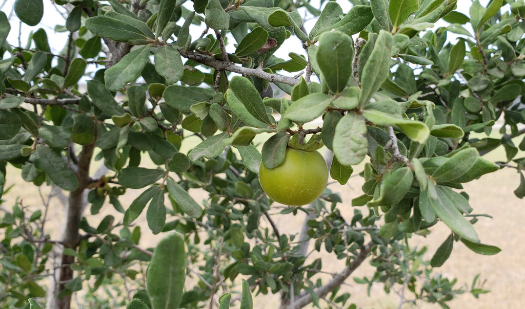 Diospyros texana (Texas Persimmon)