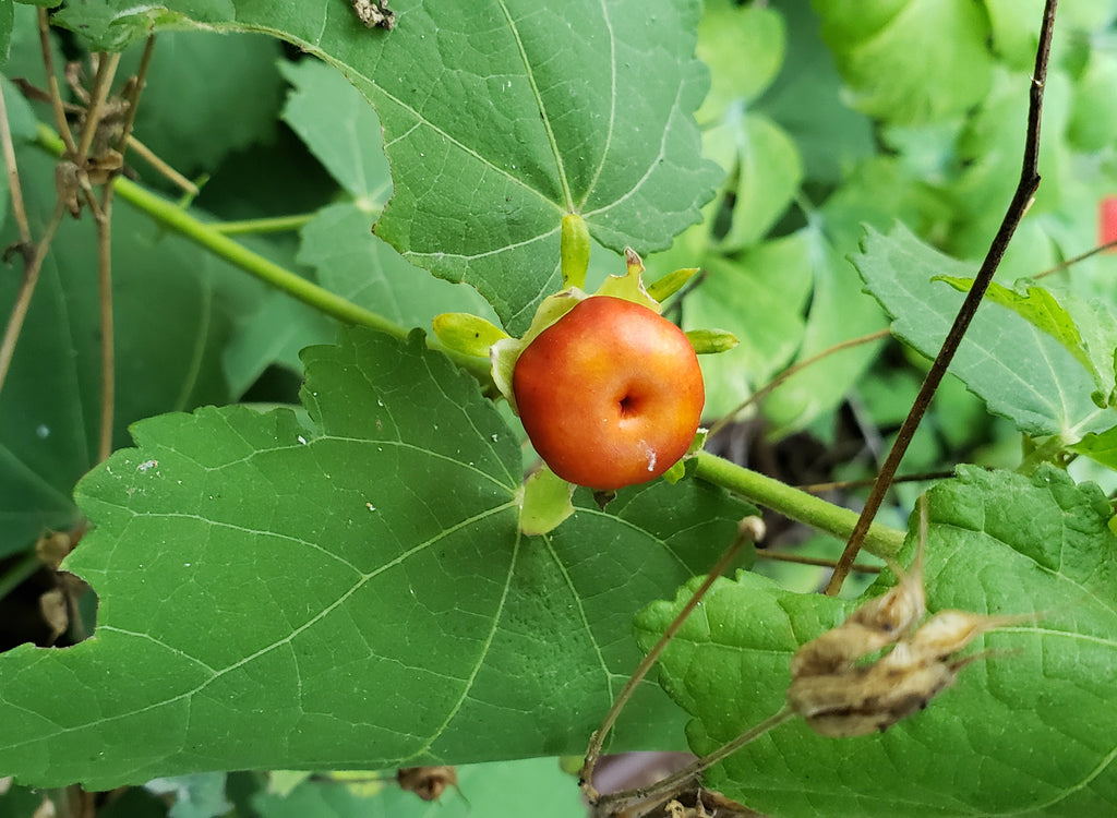 Turk's cap (Malvaviscus arboreus var. drummondii)