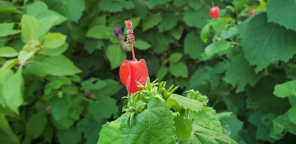 Turk's cap (Malvaviscus arboreus var. drummondii)