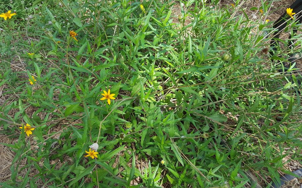 Zexmenia (Zexmenia hispida or Wedelia hispida)