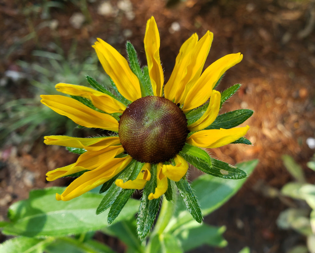 Brown-Eyes Susan (Rudbeckia hirta)